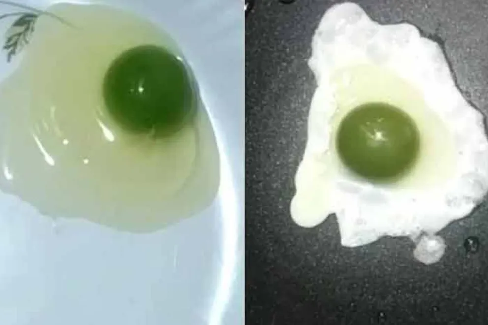 Una gallina pone huevos con yemas de color verde