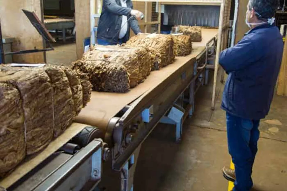 La Cooperativa Agroindustrial de Misiones Limitada (CTM) de Alem inicio el proceso industrial de la materia prima adquirida a los productores.