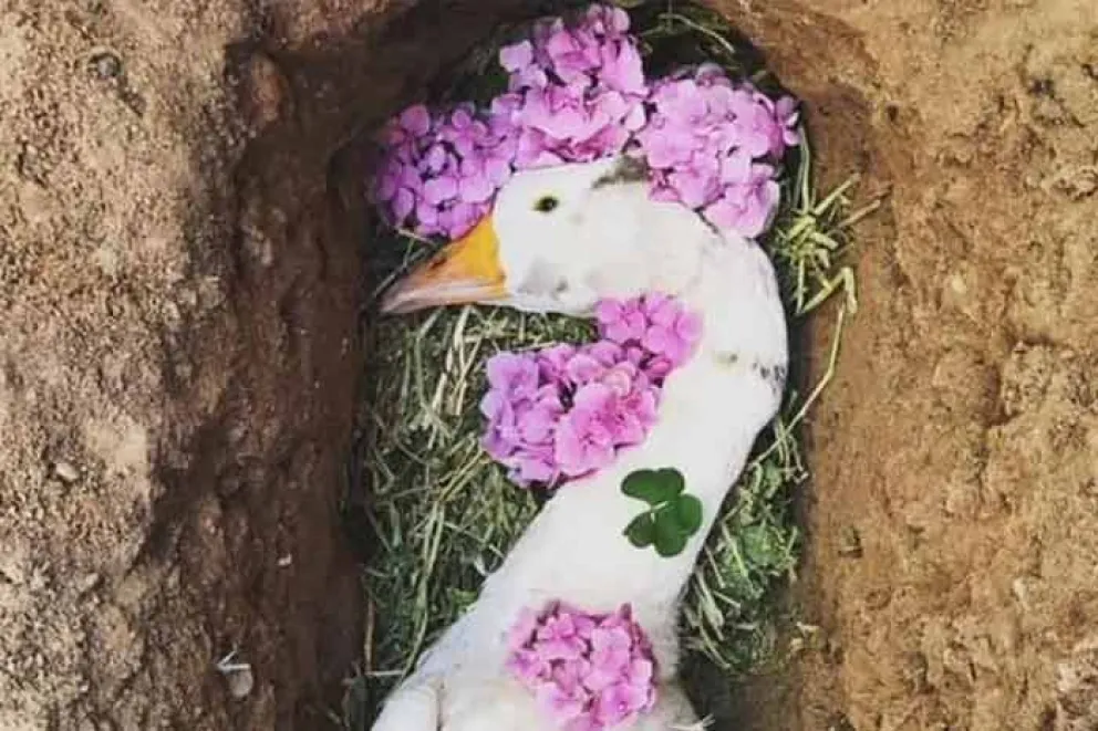 La historia del ganso muerto, de un joven oriundo de Texas, Estados Unidos, conmovió a miles y miles de usuarios de todo el mundo en las redes sociales.
