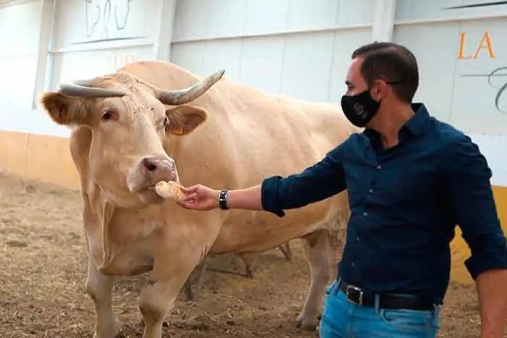 Con sus dos metros de altura y un peso de más de dos toneladas, Potxolo, que quiere decir ‘Rechoncho’ en vasco, supera con largueza en tamaño y envergadura a los otros bueyes de la granja Terrabuey de Cuéllar, en Segovia.