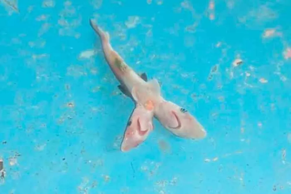 Pescadores encontraron a un pequeño tiburón bebé con dos cabezas