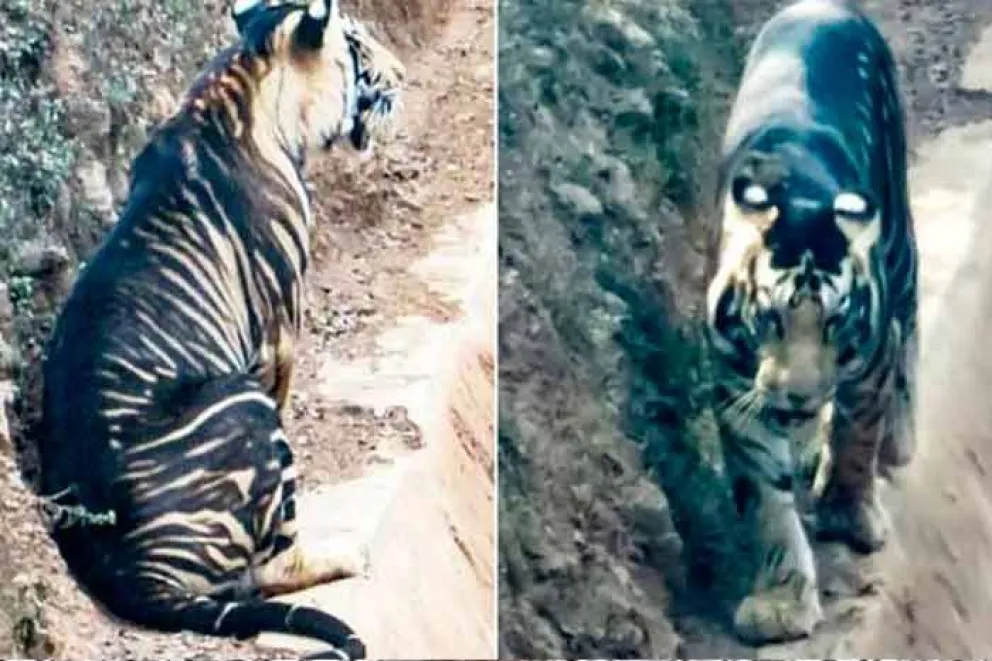 El pasdo miércoles, el sitio británico The Daily Mail publicó una noticia sobre un ejemplar de tigre negro