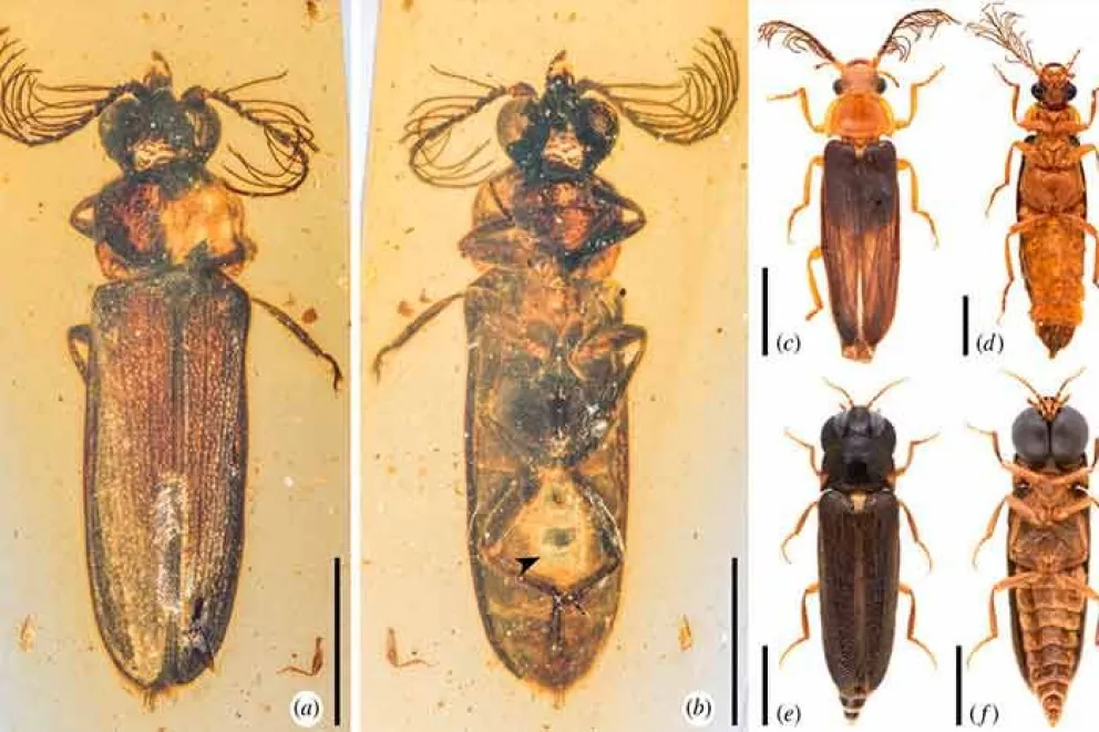 Un equipo internacional de paleontólogos ha descubierto un ‘eslabón perdido’ entre los insectos bioluminiscentes prehistóricos y las luciérnagas modernas: un escarabajo, excepcionalmente bien conservado en ámbar hace casi 100 millones de años, según un comunicado de la Universidad de Bristol (Reino