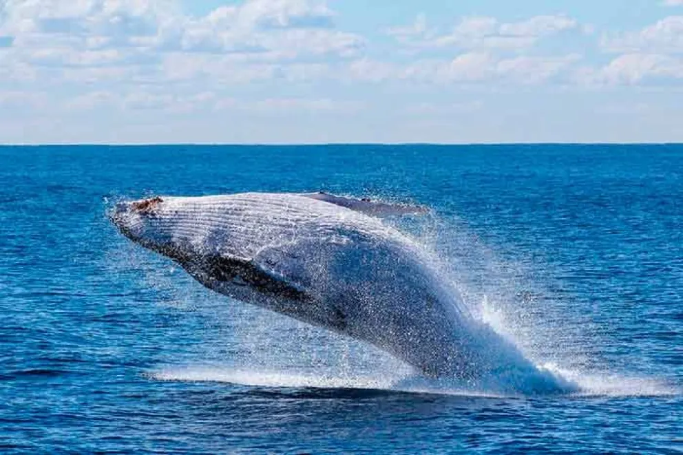 Un equipo de investigadores de la Agencia Nacional Oceánica y Atmosférica (NOAA, por sus siglas en inglés) ha identificado en el Golfo de México una nueva especie de ballena barbada que se encuentra el peligro crítico de extinción, según anunció recientemente la agencia en un comunicado