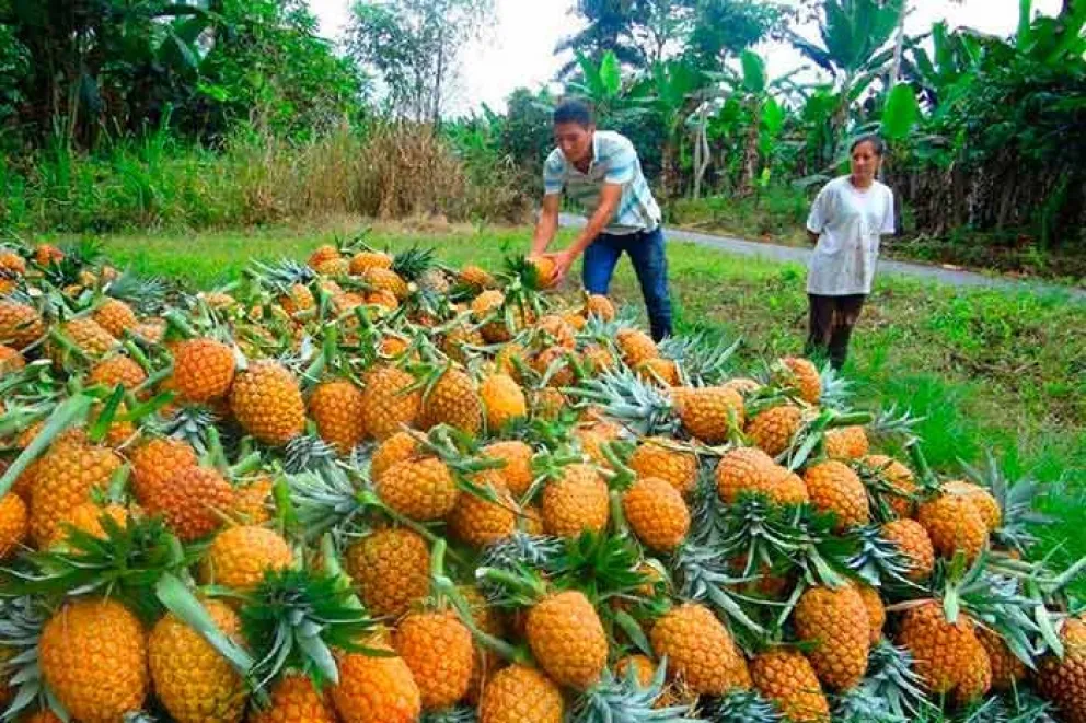 La presencia del ananá en los últimos años es muy escasa en la zona del Alto Uruguay por distintos motivos, uno de ellos son las grandes sequías del 2020 y eso afectó de forma muy fuerte a la producción.