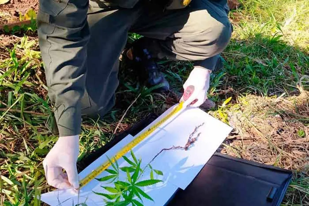 Efectivos del Escuadrón 9 “Oberá” de Gendarmería Nacional, secuestró 17 plantines de marihuana que se encontraban en un vivero de esta ciudad, informó ayer la fuerza.