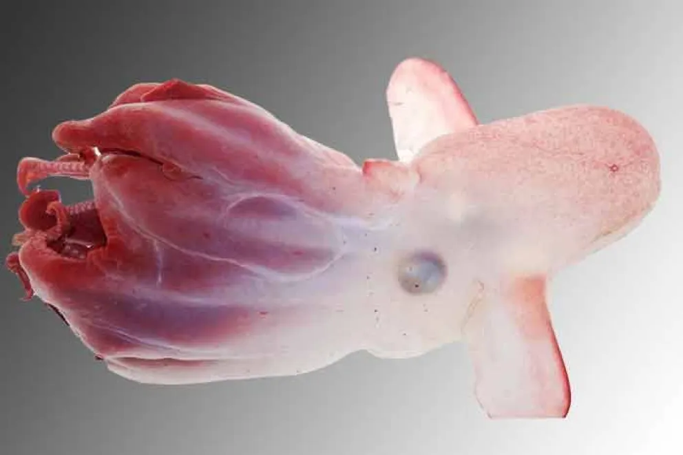 Mediante la utilización de la tecnología y de técnicas no invasivas, un grupo internacional de científicos descubrió una nueva especie de la familia ‘Grimpoteuthis’, conocida como ‘pulpo Dumbo’, en la parte norte de los montes submarinos Emperador, una cordillera submarina situada en el norte del o