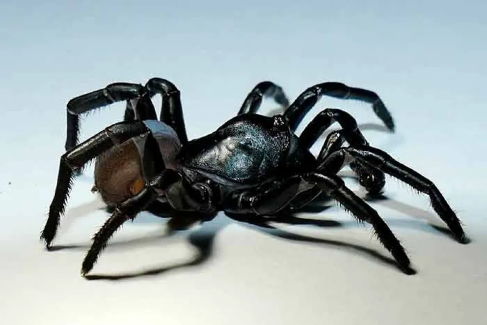Una nueva especie de araña, bautizada como ‘Ummidia richmond’ y jamás descrita anteriormente, fue descubierta e identificada en el parque nacional de Everglades en Florida (EE.UU.), anunció el Zoológico de Miami.