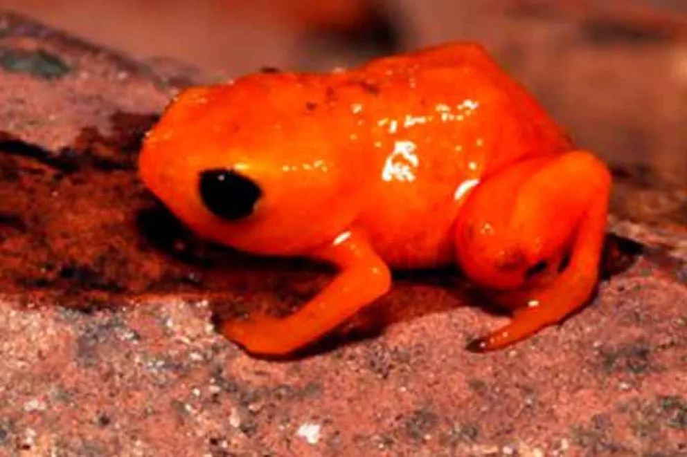 A pesar de su belleza incuestionable y su llamativo brillo fluorescente verde, la rana denominada Brachycephalus rotenbergae es altamente venenosa y, a pesar de medir poco más de 2,5 centímetros de largo, tiene suficiente veneno transmitido por las glándulas de su piel para intoxicar a un ser human
