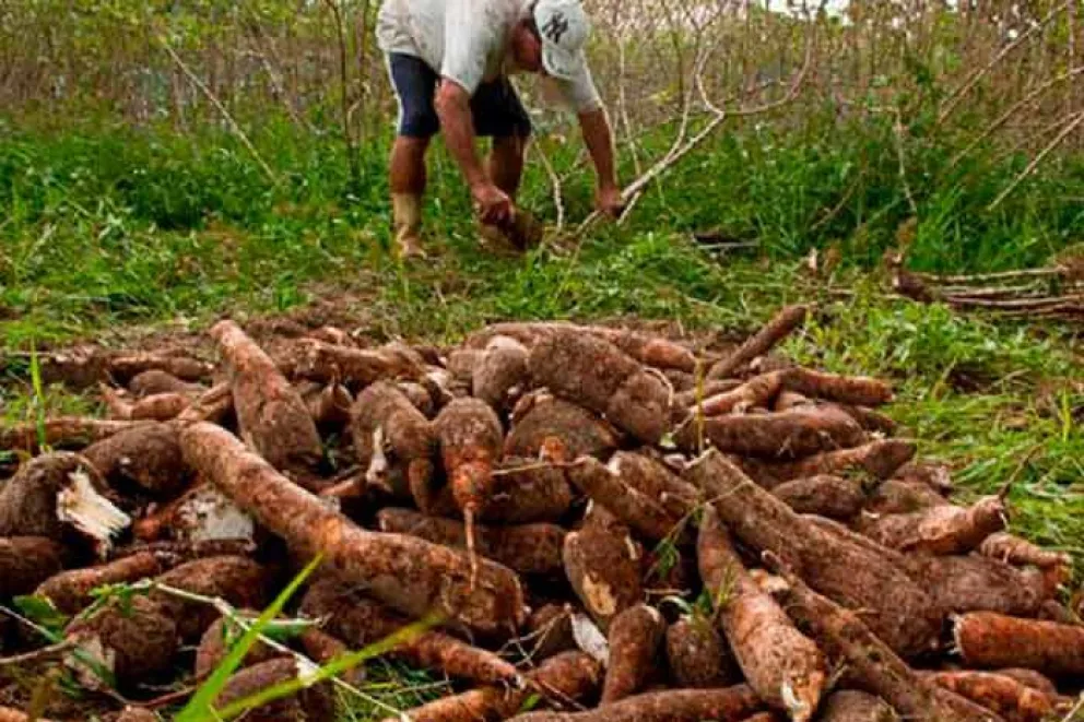 La producción de mandioca en Misiones avanza de manera positiva al igual que la demanda del consumo en las grandes provincias como Buenos Aires.