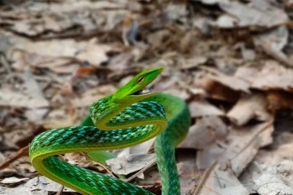 Un equipo de investigadores de India ha descubierto dos nuevas especies de bacterias a partir de las heces de una serpiente presente en varios países asiáticos, resistentes a al menos 35 tipos diferentes de antibióticos, y que podrían extenderse a los seres humanos ocasionando enfermedades difícile