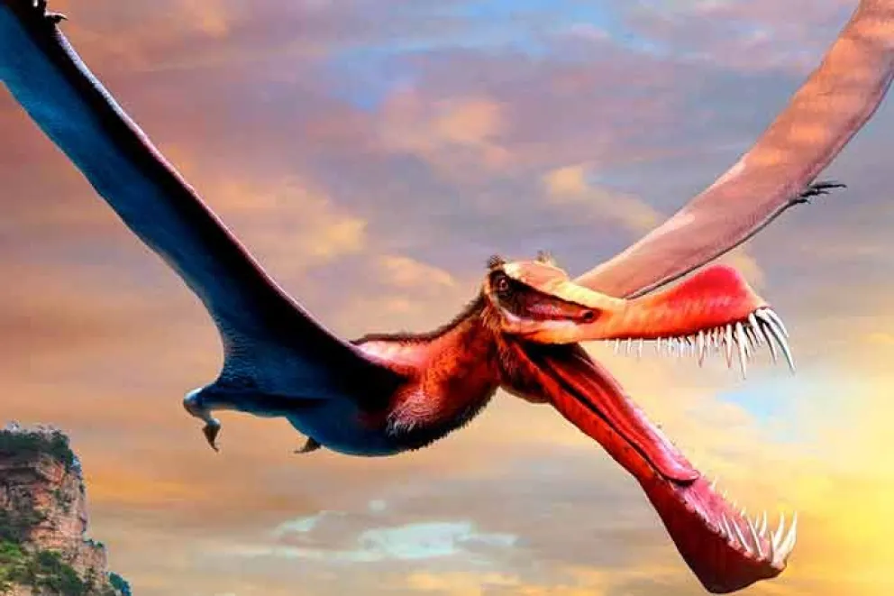 El pterosaurio más grande descubierto en Australia ha recibido nombre formal como una nueva especie después de que un investigador empezara a estudiar más a fondo los fósiles del espécimen, que acumulaban polvo en un estante de un museo local.