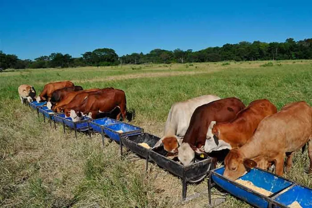 La ganadería es uno de los sectores que más sufre la sequía que desde 2021 está presente en Misiones.