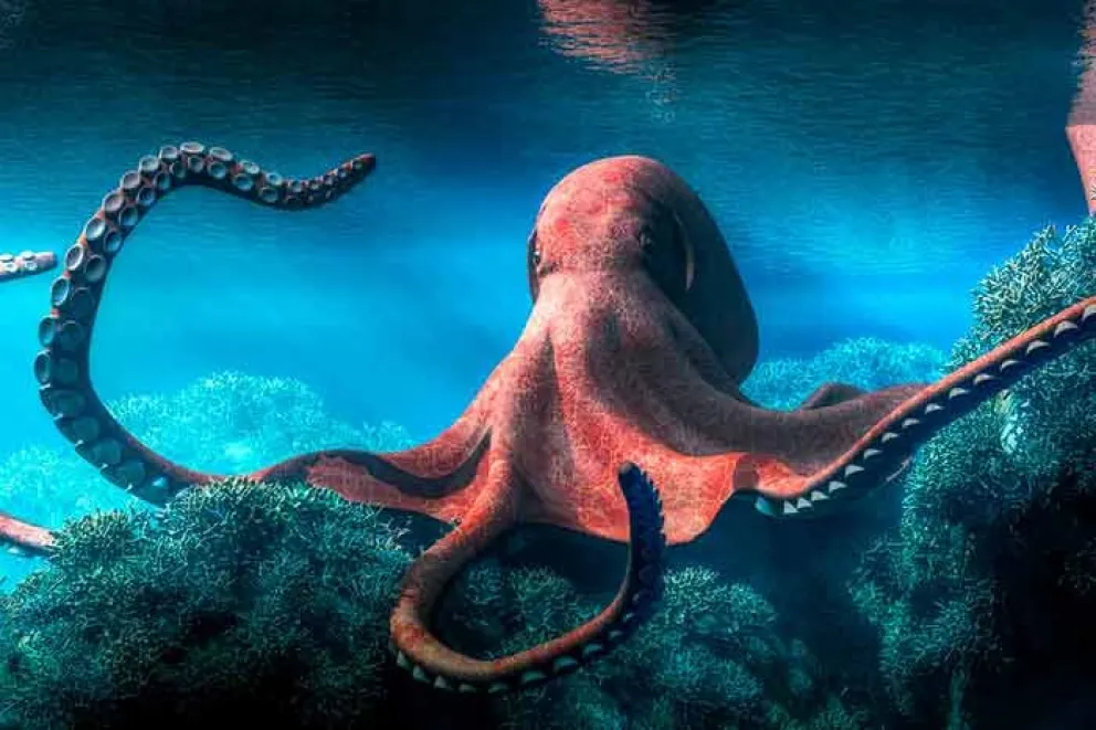 Un estudio de científicos italianos mostró que los mismos tipos de genes saltadores están activos tanto en el cerebro humano como en el de dos especies de moluscos cefalópodos de la familia ‘Octopodidae’: el ‘Octopus vulgaris’, que es el pulpo común; y el ‘Octopus bimaculoides’, también llamado pul
