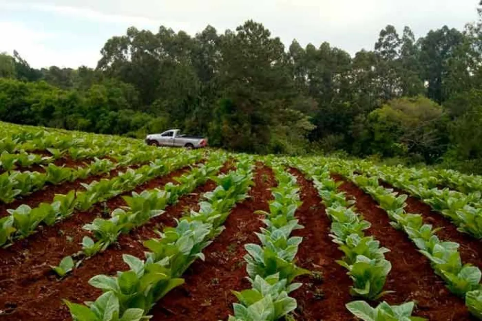 El subsecretario de Tabaco de la provincia, Carlos Pereira, manifestó que de acuerdo a las previsiones para la temporada 2023 se estima que la producción podría superar los 28 millones de kilos de Burley para entregar por parte de los productores misioneros.