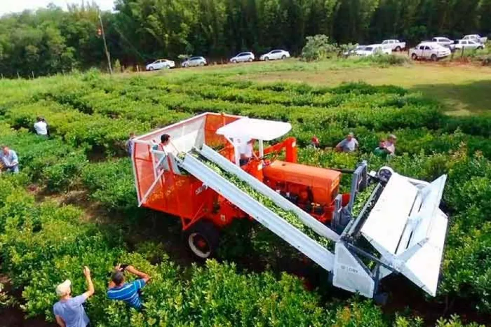 Desde el Instituto Nacional de Tecnología Agropecuaria (INTA) Misiones se desarrolla un proyecto que busca medir el rendimiento de las plantas de yerba mate según los tipos de cosecha