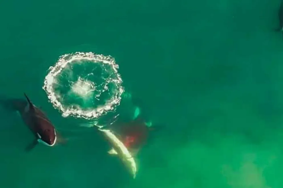 Unas imágenes grabadas con dron el pasado 16 de mayo prueban lo que los biólogos de Sudáfrica llevan sospechando mucho tiempo: un grupo de orcas (Orcinus orca) está cazando y matando sistemáticamente a grandes tiburones blancos en las costas del país