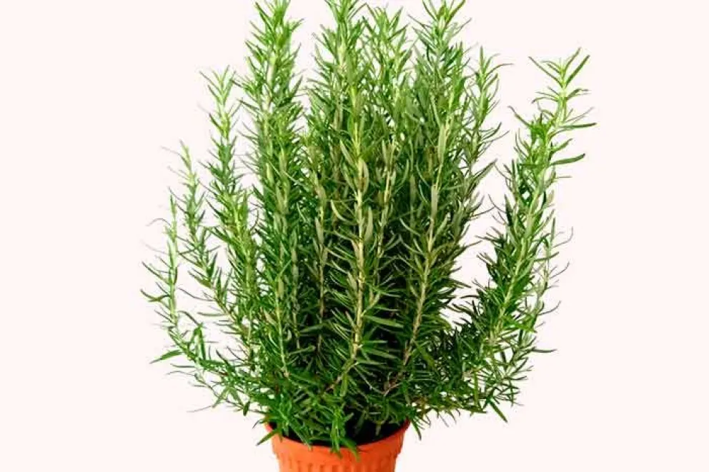 Entre la larga lista de plantas medicinales, una de las pocas que combina sus propiedades curativas con las culinarias es el Romero