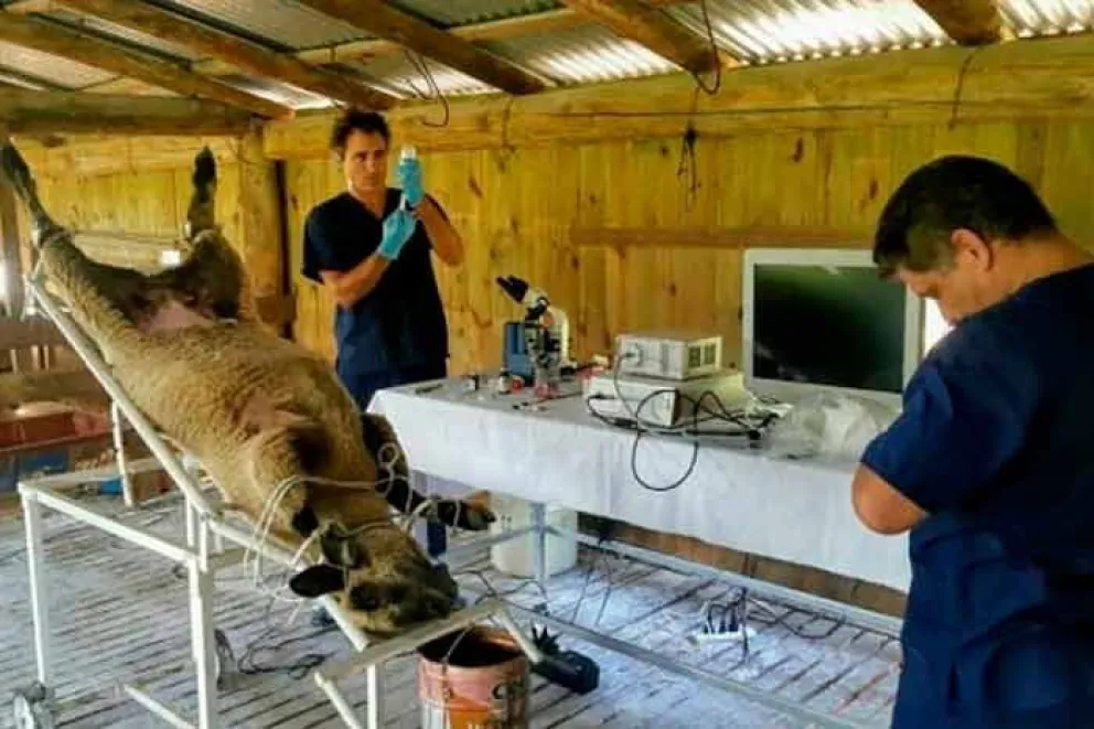 Días atrás, se realizó el primer curso de Inseminación Artificial de Ovinos y Caprinos en el Centro Genético de Misiones, ubicado en la localidad de Aristóbulo del Valle