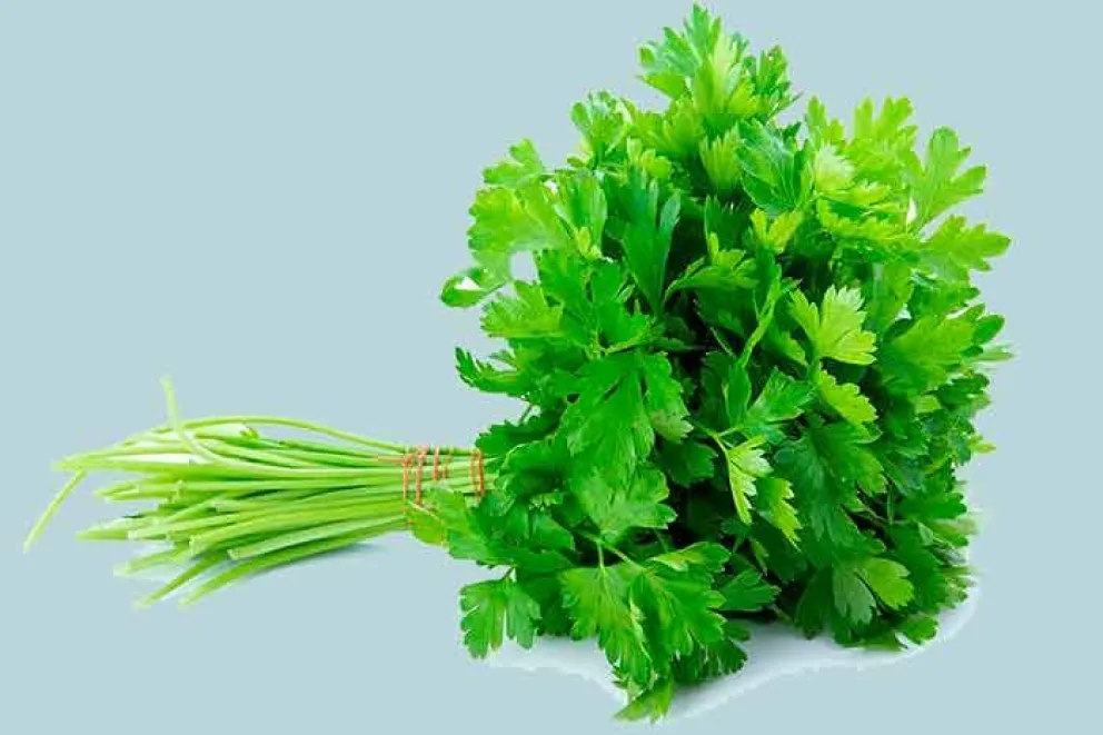 De nombre científico Petroselinum sativum y de la familia de Umbilice, el perejil es una de las hierbas aromáticas que más se usan ampliamente en la gastronomía, pero muy pocas personas saben de sus amplias propiedades medicinales.