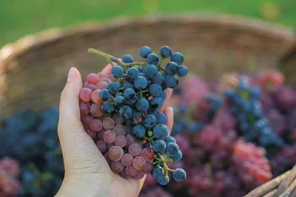 ¿Cuáles son los beneficios de comer uvas en ayunas?