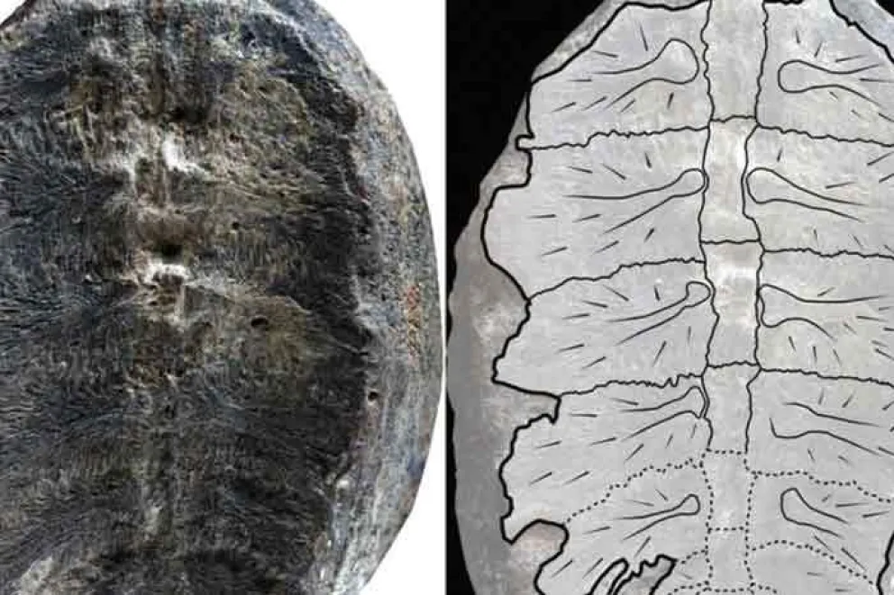 Descubrieron que fósil catalogado como planta es una tortuga bebé y lo nombran como Pokémon