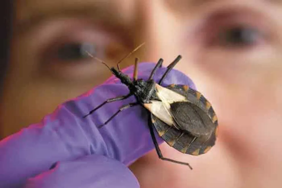 Cómo es el nuevo estudio clínico contra el Chagas que se realizará en la Argentina