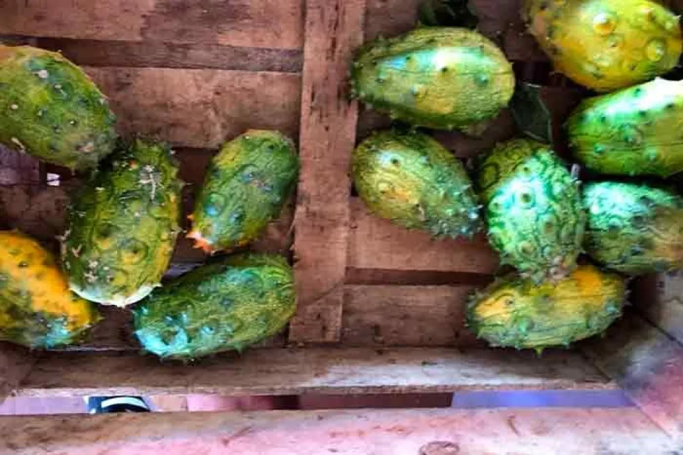 Ambas son especies exóticas