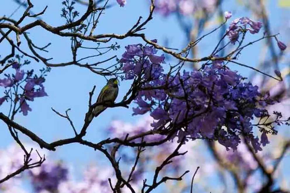 Cuáles son las propiedades medicinales desconocidas del jacarandá