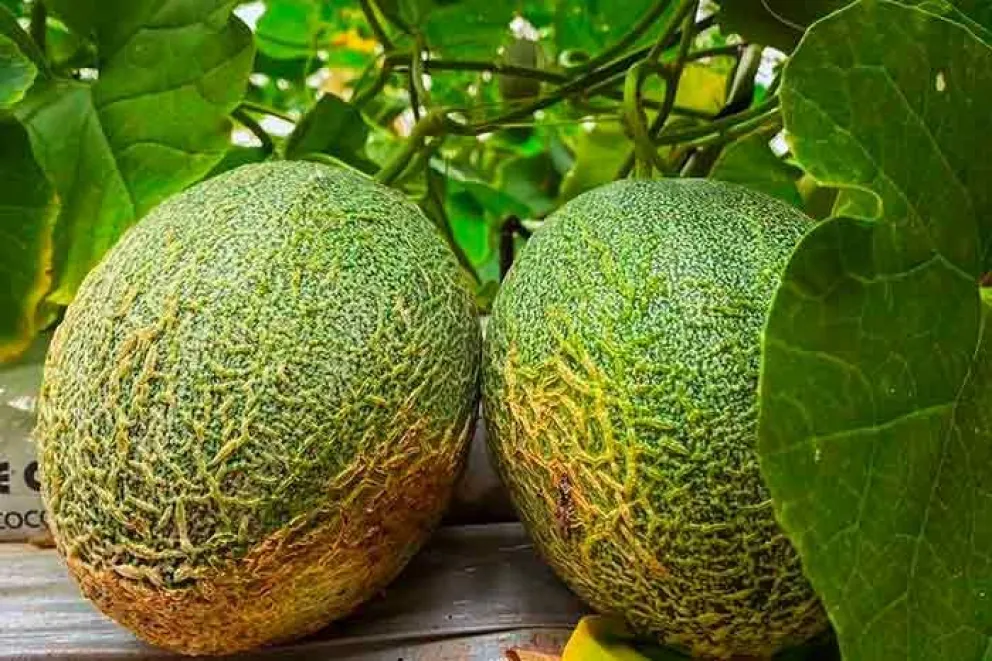 En mayo comenzará la cosecha de melones, primicia en Misiones