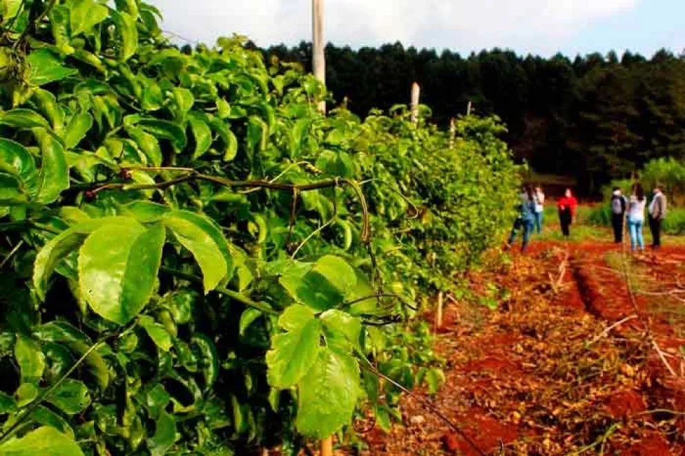 Especialistas vietnamitas capacitan en producción de frutas tropicales