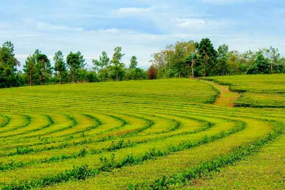 Referentes de la producción y la elaboración serán protagonistas de la próxima Expo Té Argentina en Posadas