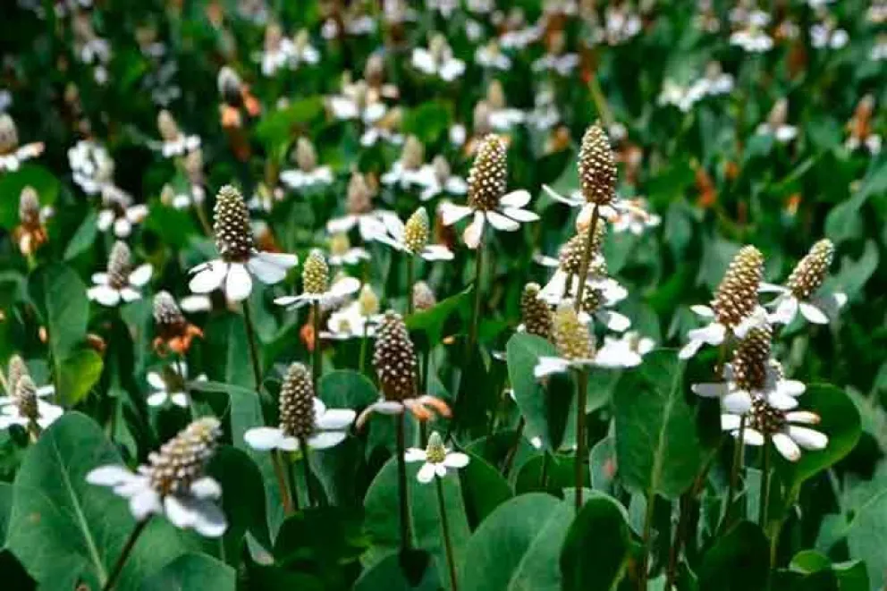 La planta medicinal que ayuda contra las picaduras de alacranes y arañas