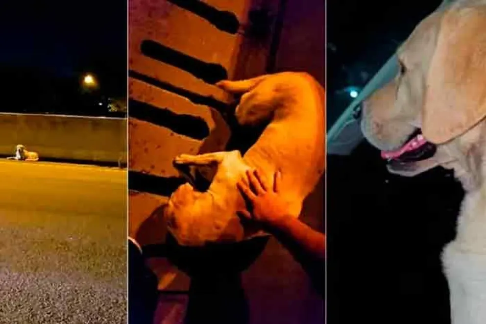 Encontró a un perro asustado en la autopista de Rosario y detuvo el auto para salvarle la vida