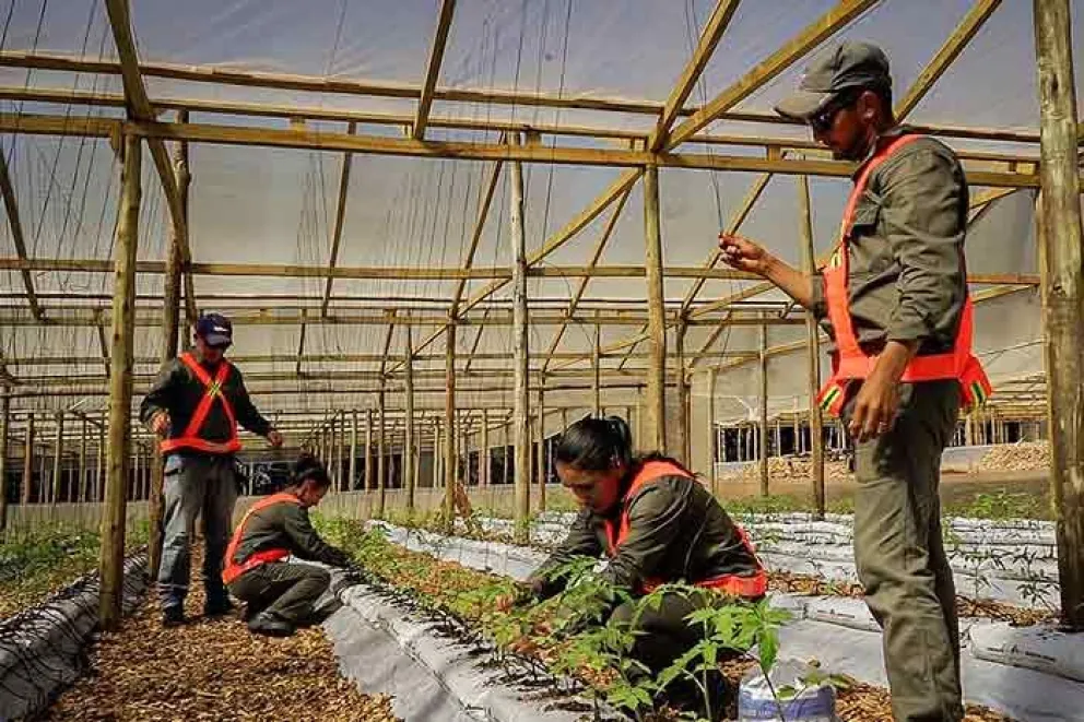 Utilizan nuevas tecnologías en el Centro de Producción Hortícola de San Vicente