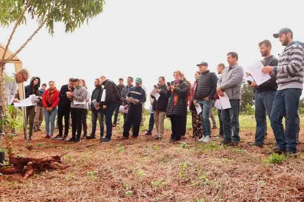 Presentaron avances de ensayos en una jornada técnica sobre el cultivo de la mandioca en Montecarlo