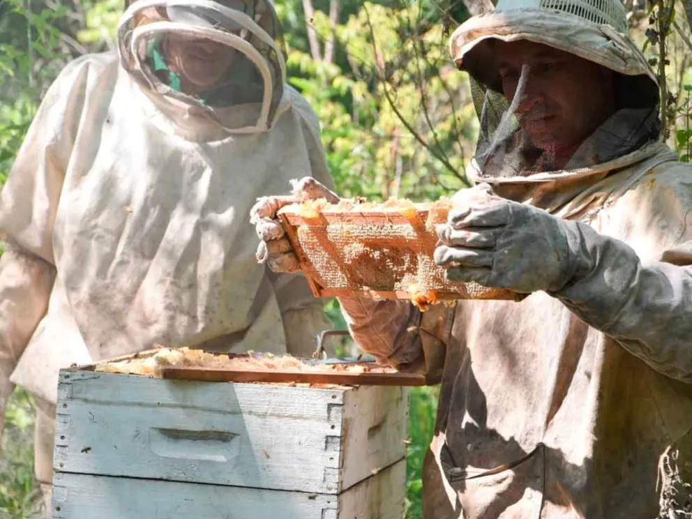 Para potenciar la promoción de la miel 