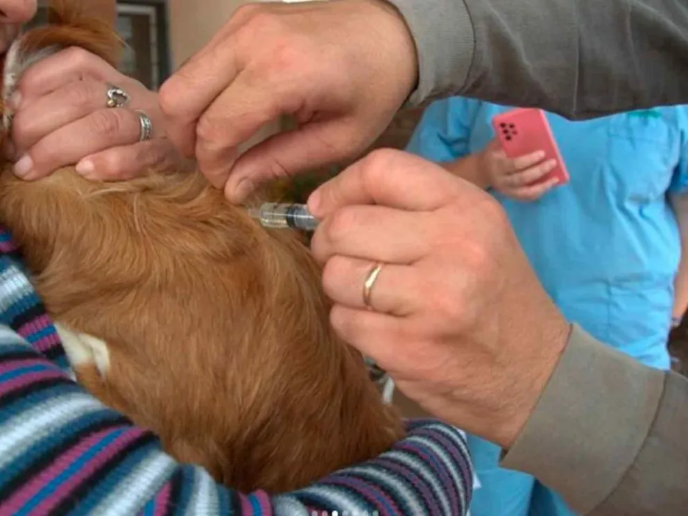 Garantizando el bienestar de las mascotas 