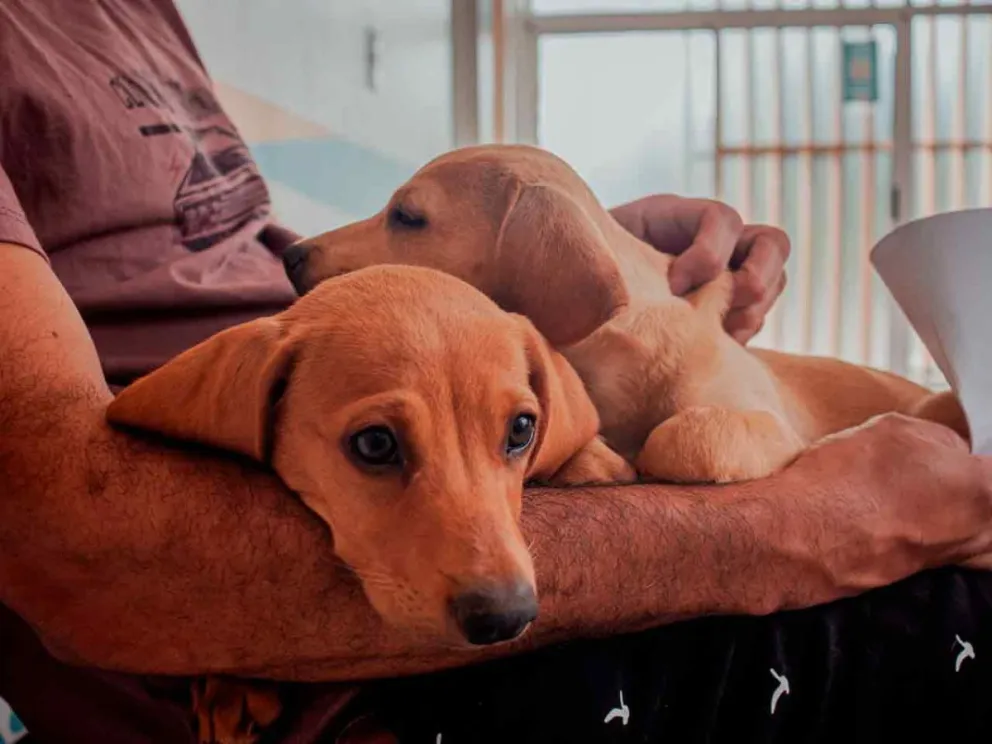 Hoy estará en la Chacra 147