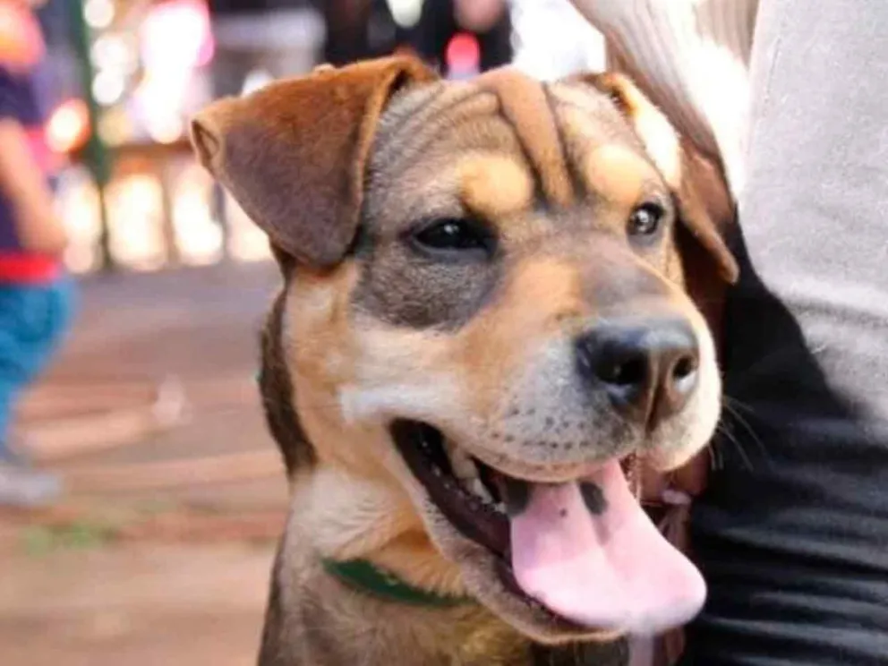 Recolectarán información de perros y gatos de Posadas 