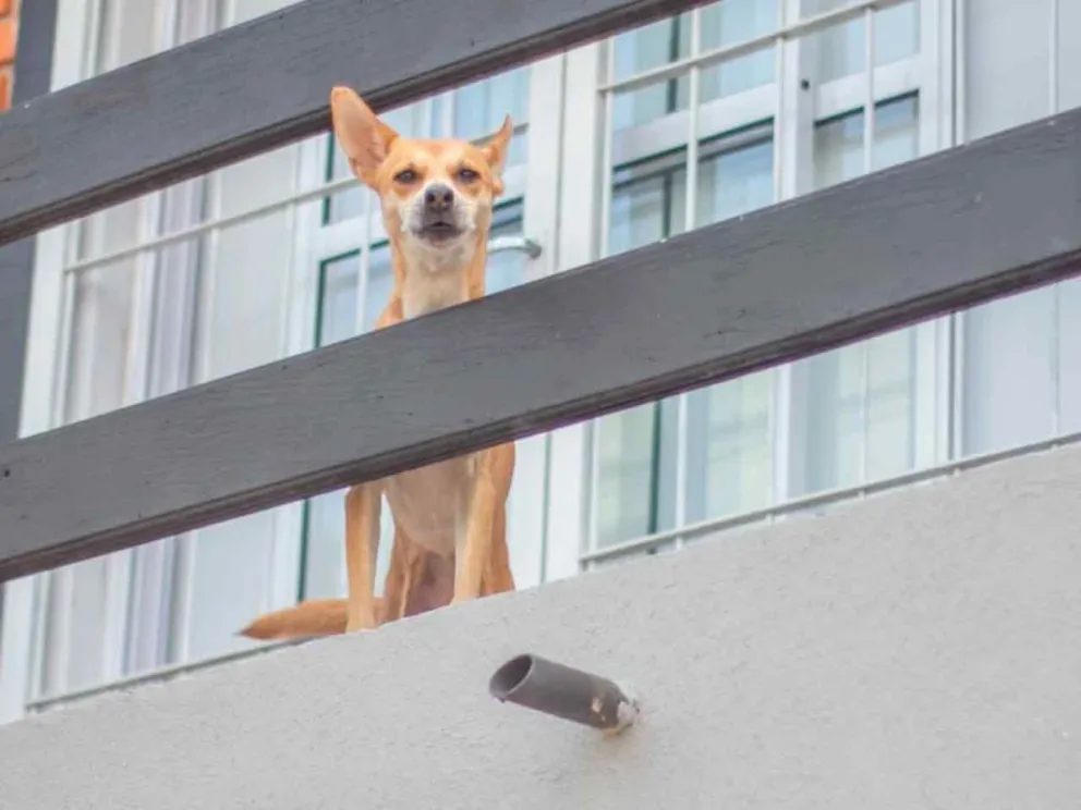Para fortalecer políticas de salud animal 