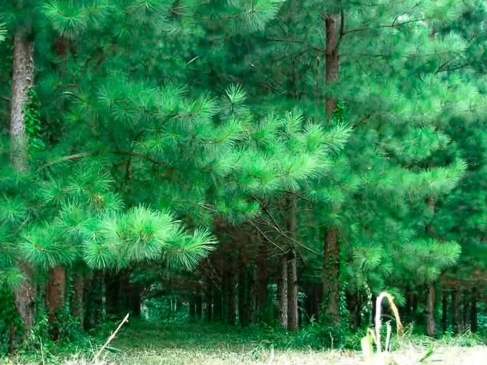 Traería múltiples efectos negativos 