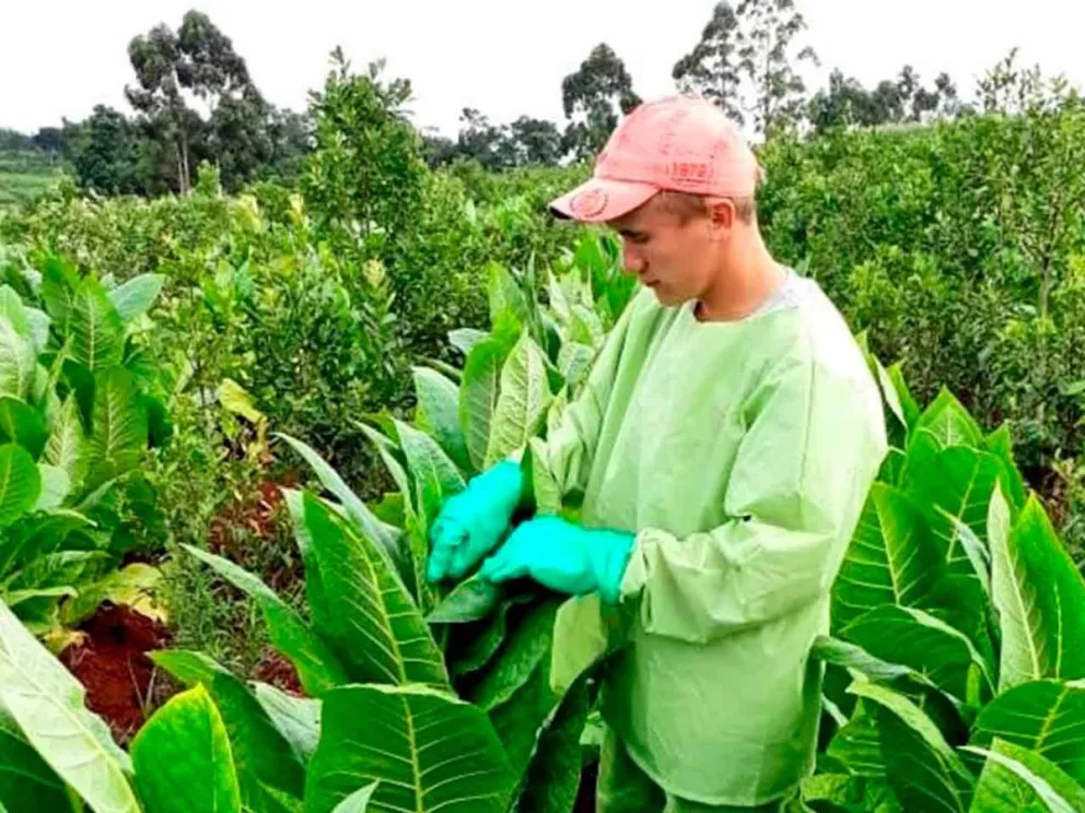 Correspondiente a la Caja Verde