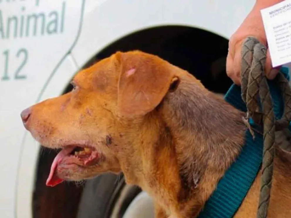 Con atenciones de 8:00 a 11:00 