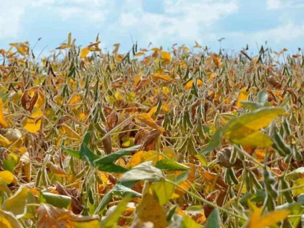 Realizan un monitoreo constante