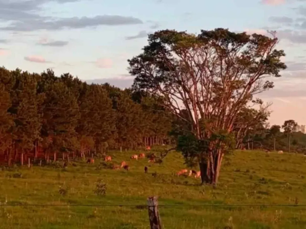 Implementaron el protocolo de control de la enfermedad 