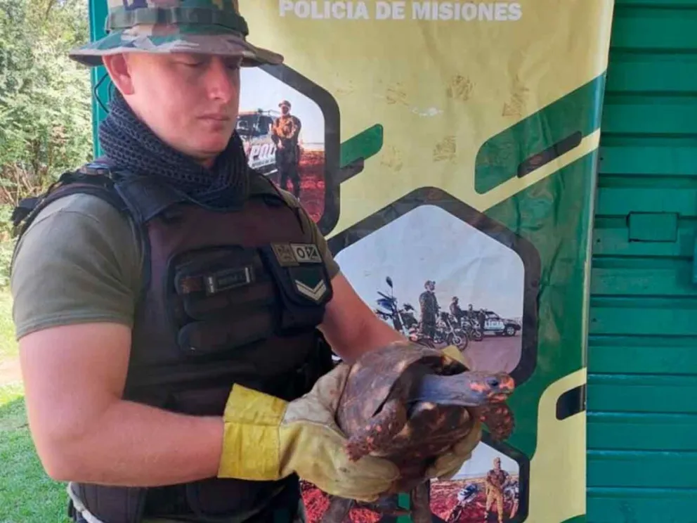 Uno de los ejemplares rescatados