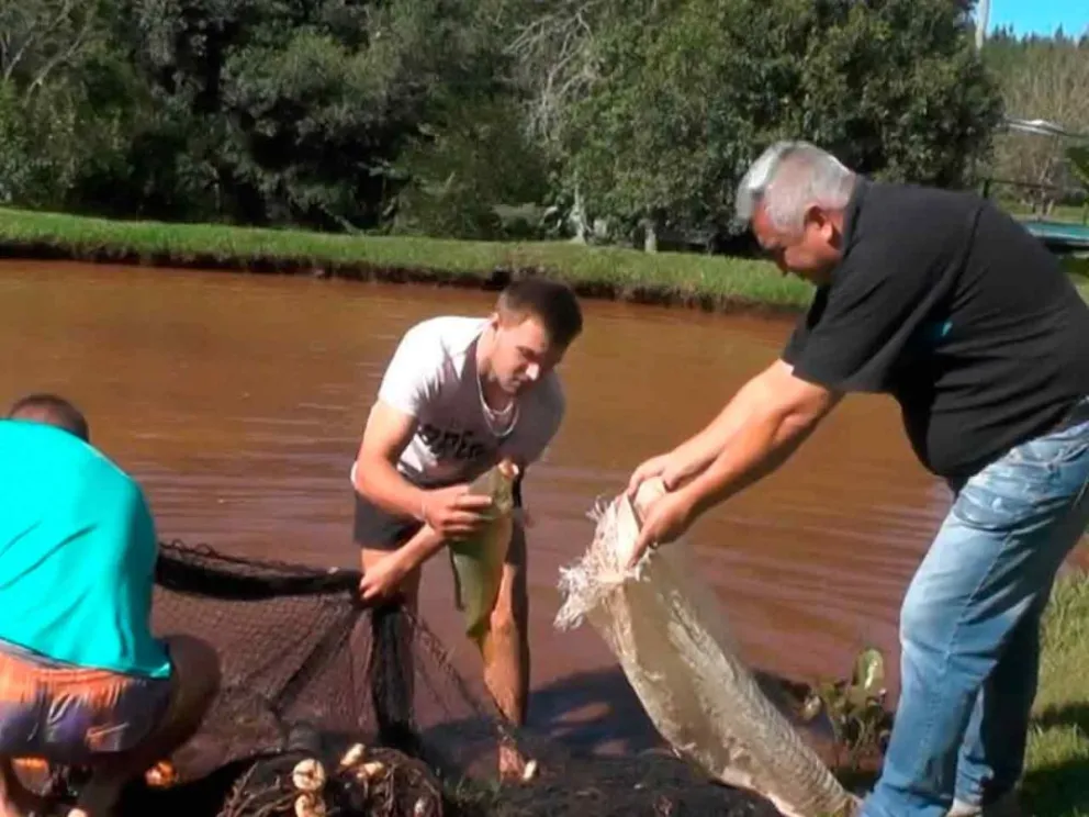 Para diversificar la producción