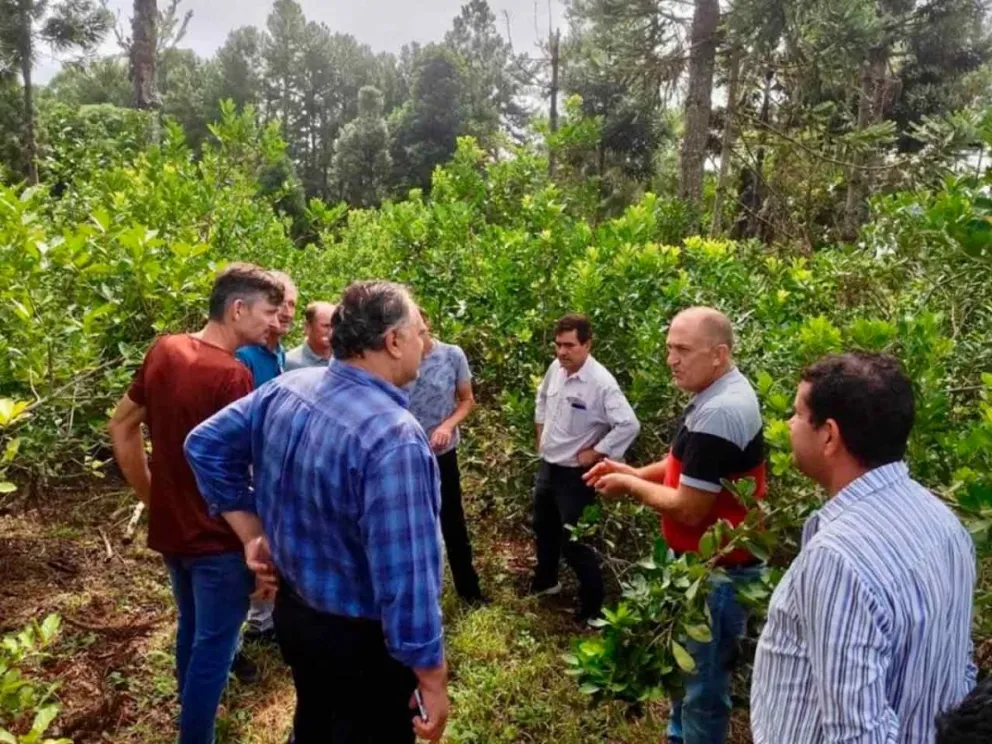 Fortalecimiento de la producción misionera