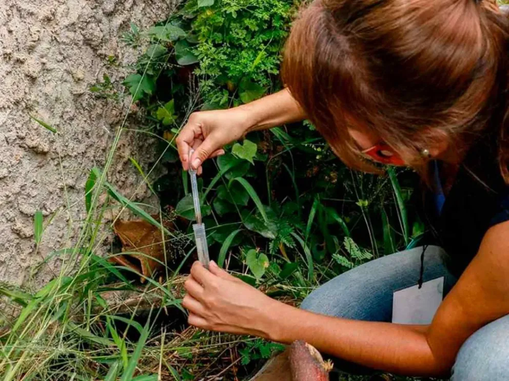 Identificarán criaderos del mosquito transmisor